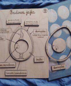 Plansza edukacyjna - Budowa jajka