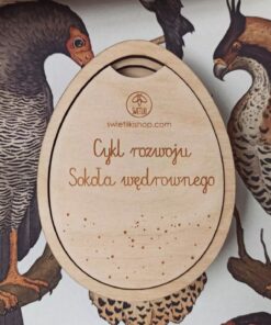 Cykl rozwoju w jajku - Sokół wędrowny