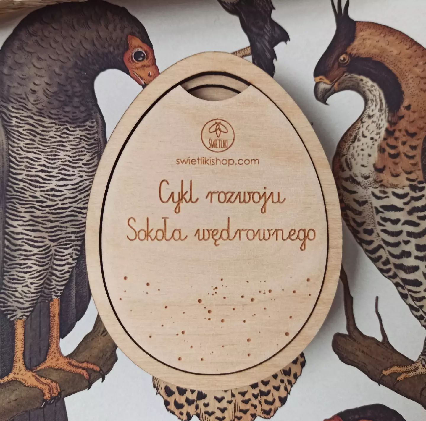 Cykl rozwoju w jajku - Sokół wędrowny