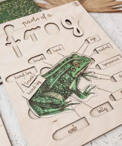 Układanka - Budowa żaby