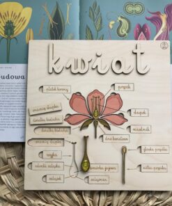 Układanka - Budowa kwiatu