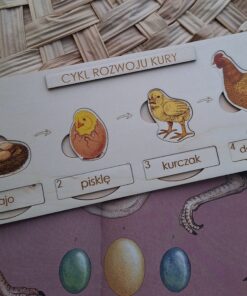 Cykl rozwoju kury