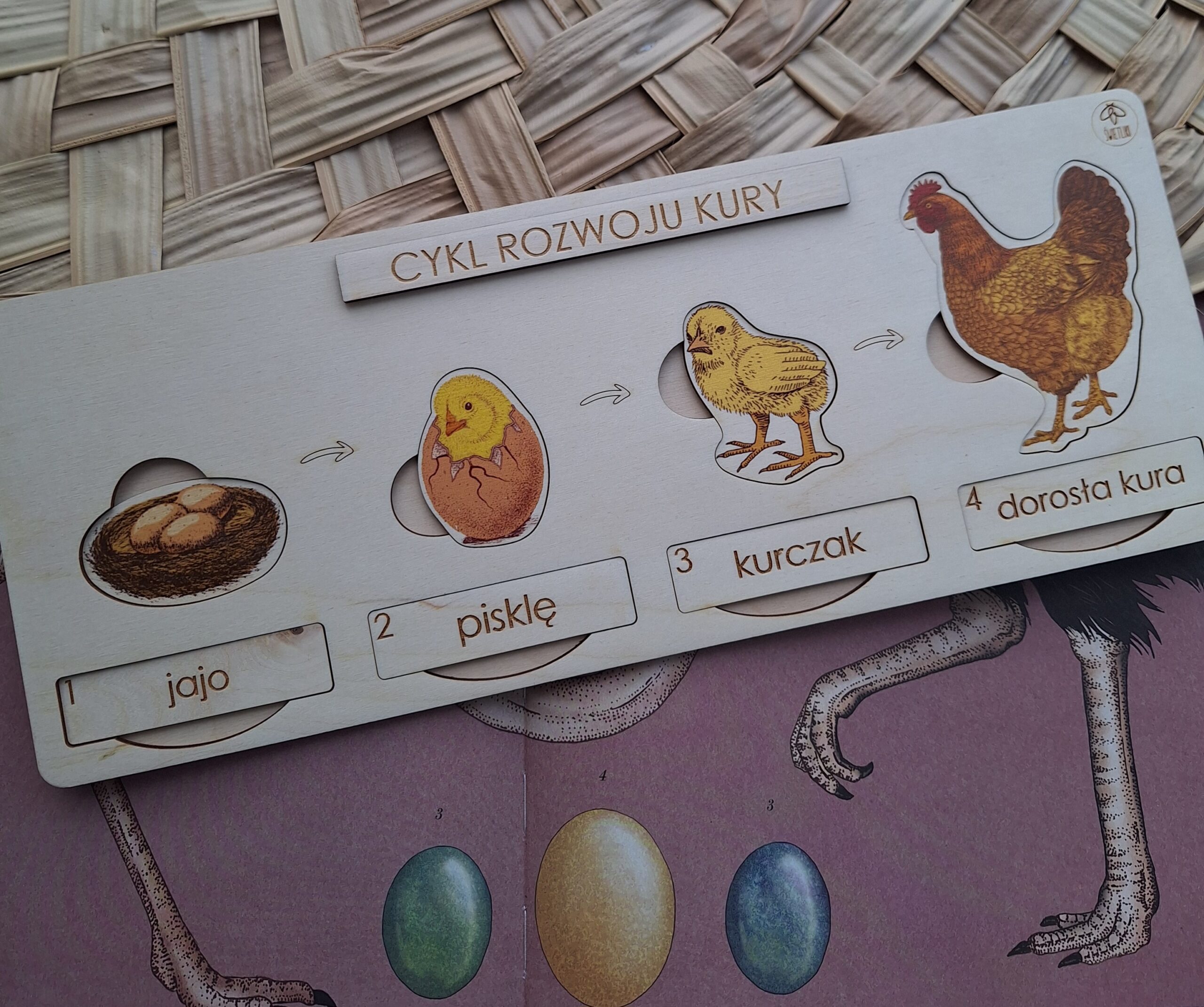 Cykl rozwoju kury