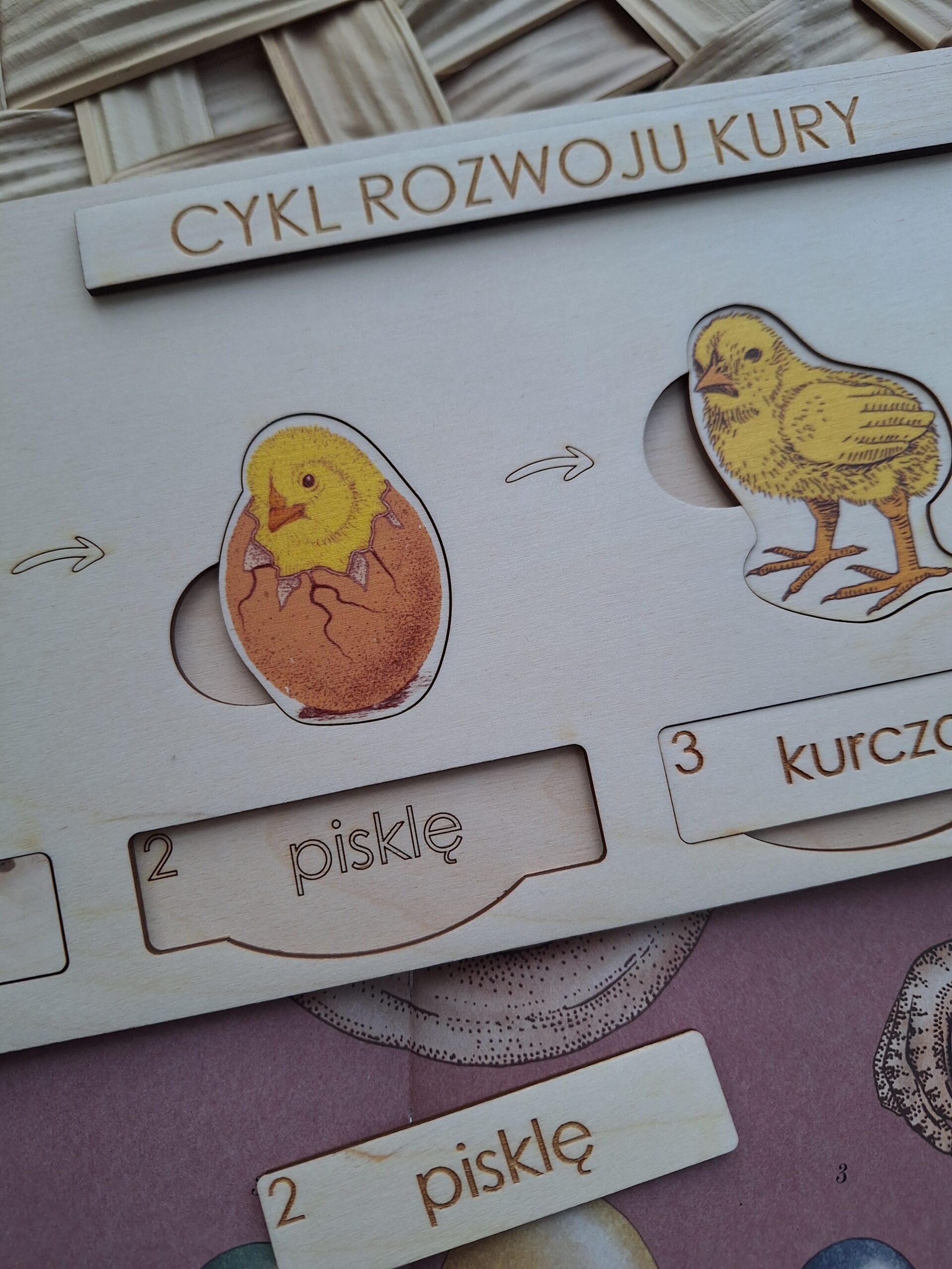 Cykl rozwoju kury - obrazek 2