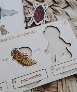 Alternative view of Cykl rozwoju chrabąszcza majowego